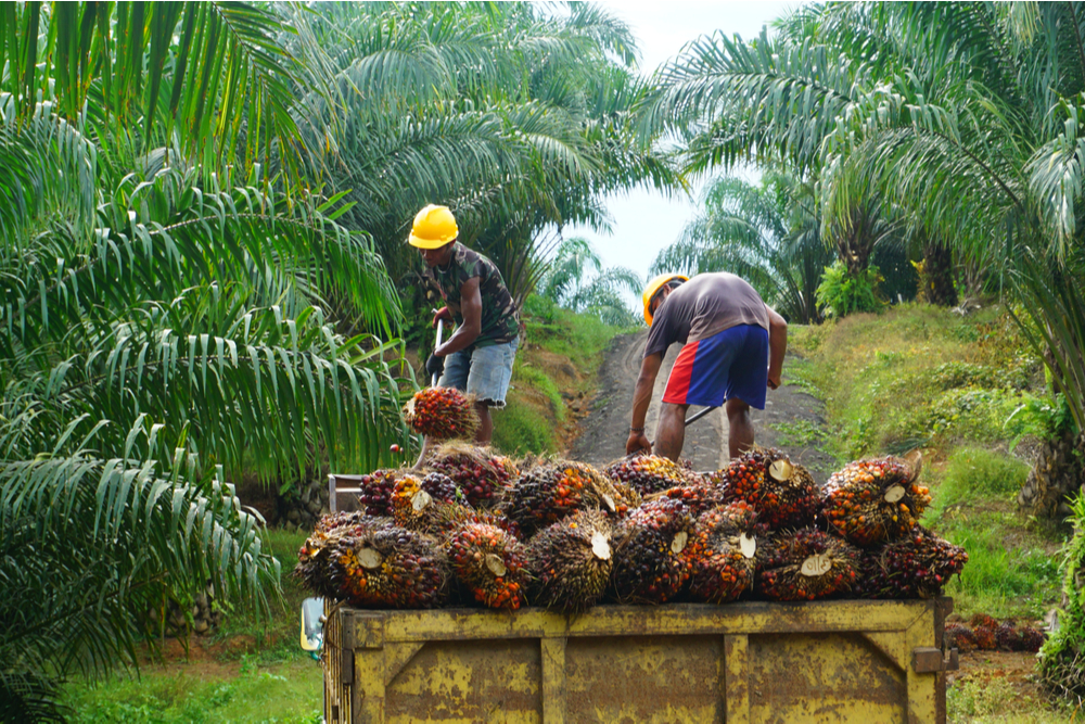 Palm Oil Processing – a Resurgent Path for Chemical Engineers 