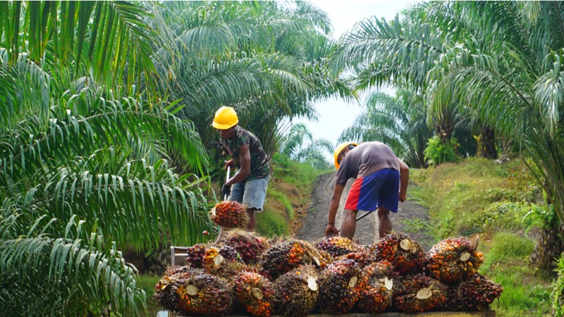 Palm Oil Processing – a Resurgent Path for Chemical Engineers 
