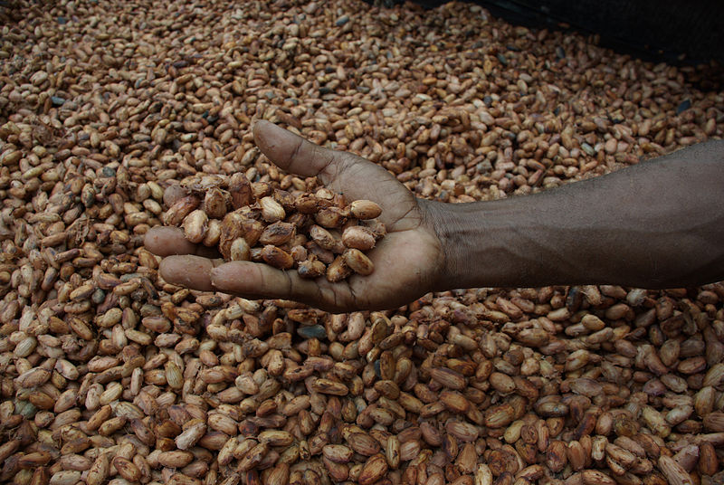 Working as a chemical engineer in the cocoa industry