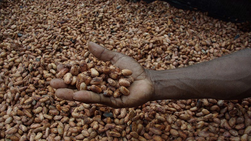 Working as a chemical engineer in the cocoa industry