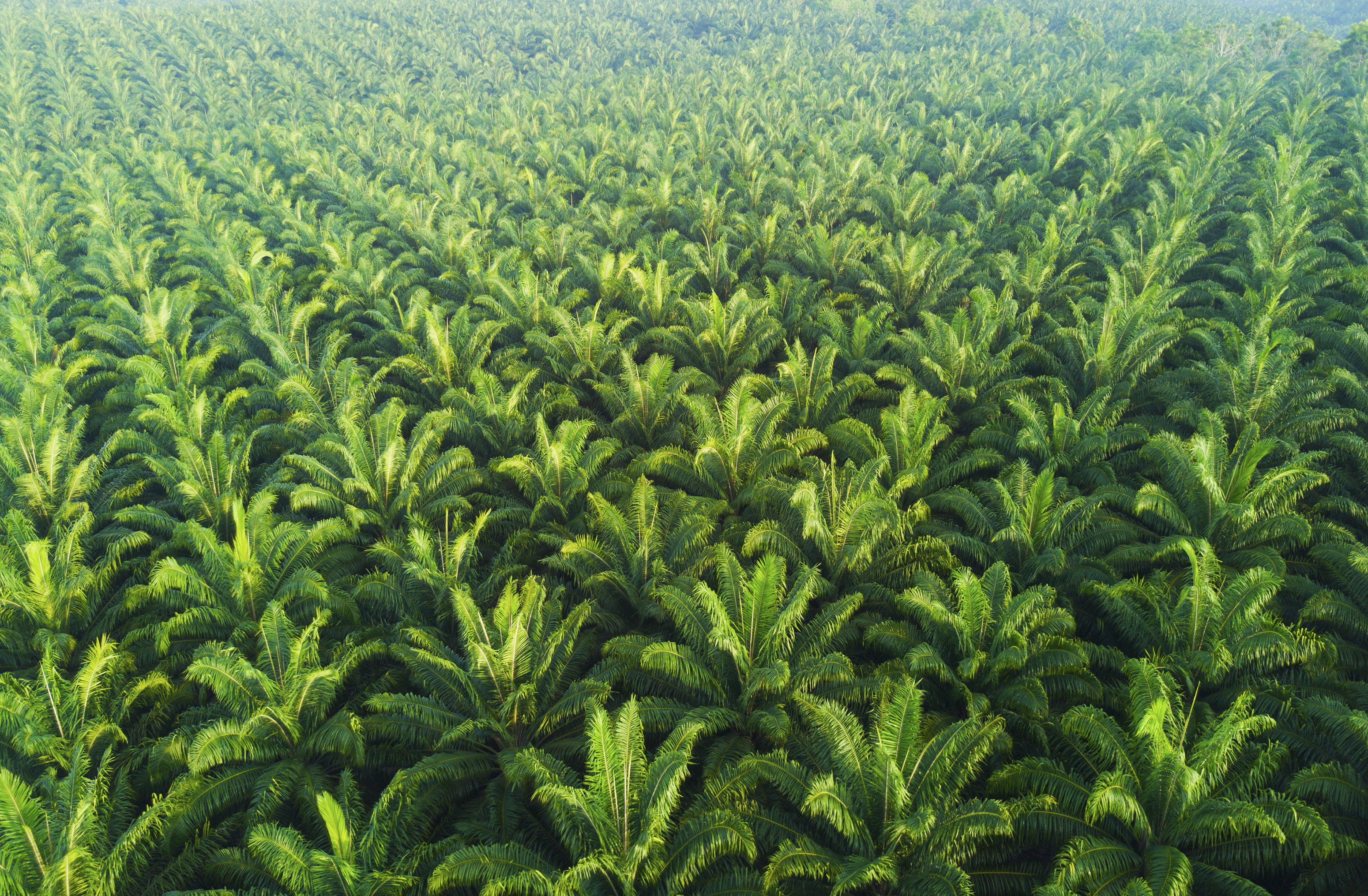Biotechnology makes palm oil industry greener and more efficient