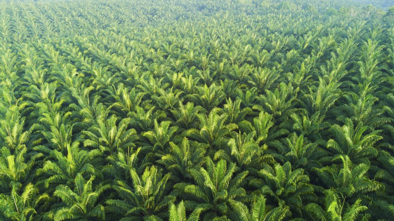 Biotechnology makes palm oil industry greener and more efficient